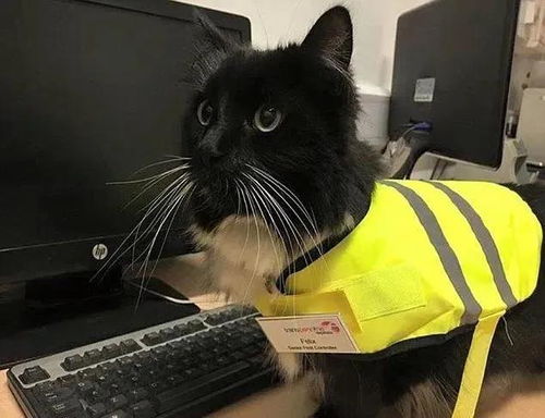 猫咪能带上高铁吗