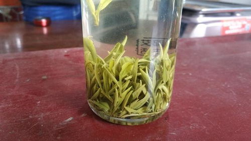 雀舌是什么茶