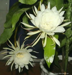 昙花什么时候开花