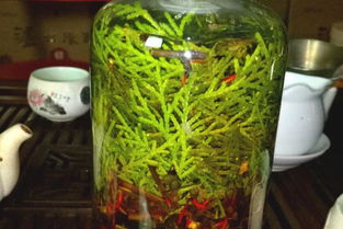 侧柏叶泡酒用什么酒 侧柏叶泡酒怎么泡