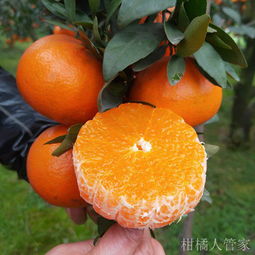 沃柑的功效与作用是什么?