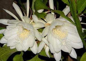 昙花什么时候开花

