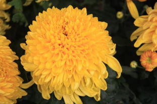 菊花在什么季节开放?
