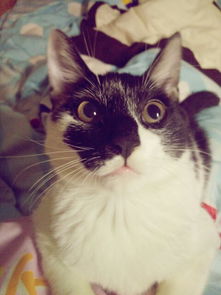 托运猫咪费用大概多少