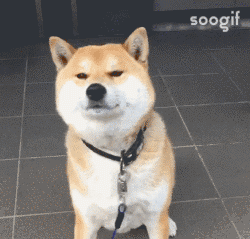 狗狗叹气什么意思
