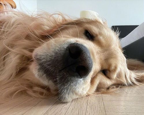 狗狗为什么会叹气