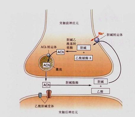 乙酰胆碱的作用是什么
