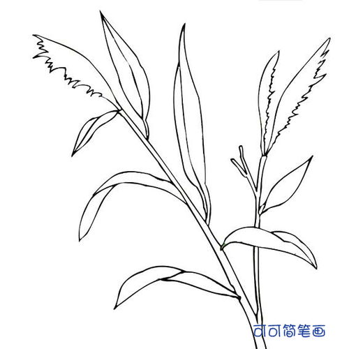 草的画法
