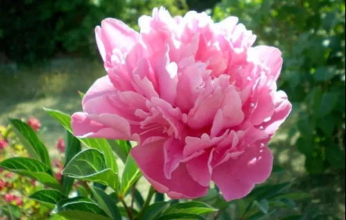 牡丹花该怎么种?