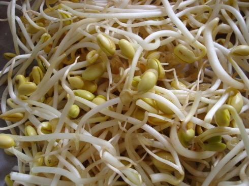 豆芽怎么生