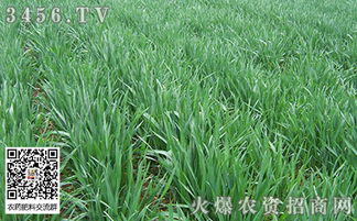 小麦拔节期能打除草剂吗
