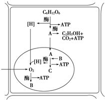 有氧呼吸和无氧呼吸的区别