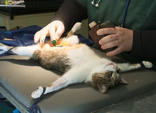 猫咪绝育了还会叫吗