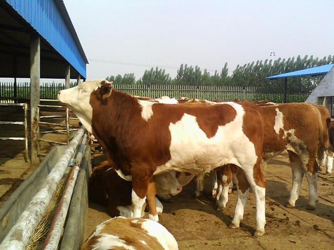 南方肉牛
