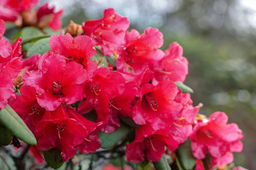 杜鹃花的样子
