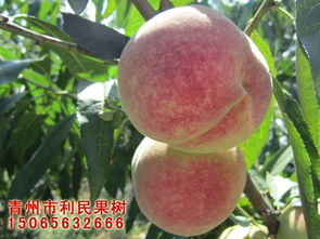 金秋红蜜桃好吃吗