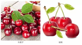 车厘子英语
