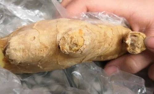 发霉的生姜能吃吗?,生霉的生姜能吃吗