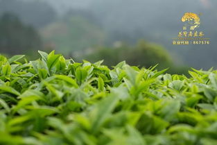 什么叫明前茶和雨前茶,明前茶和雨前茶的区别