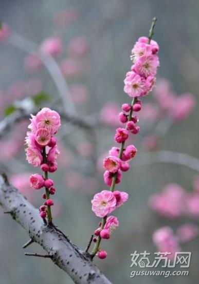 梅花的精神是什么