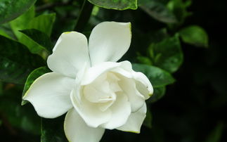栀子花花语
