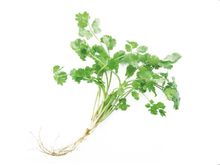 芫茜怎么读 芫茜正确拼音
