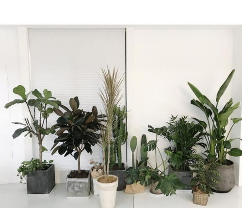 室内净化空气的最佳植物