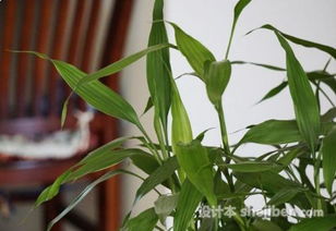 转运竹怎么修剪
