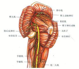 梨状肌如何锻炼