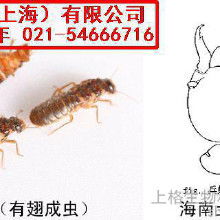 白蚂蚁是什么?