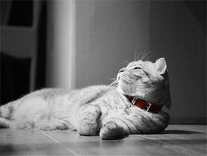 母猫绝育后还会叫春吗
