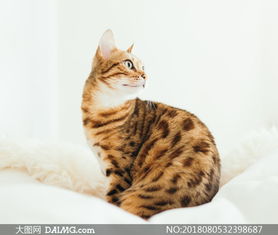 猫咪体温多少正常