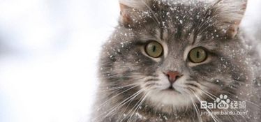猫咪一直叫是什么原因?