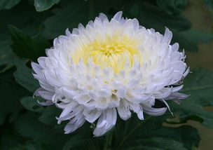 清明节鲜花
