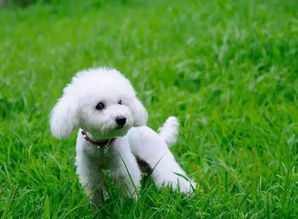 贵宾犬怎么样