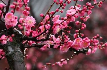 梅花的精神
