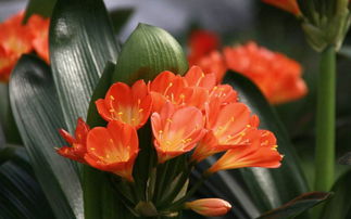 菊花腊梅青松翠竹
