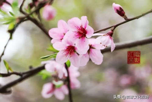 桃花依旧笑春风什么意思
