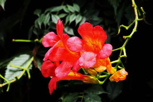 凌霄花花期
