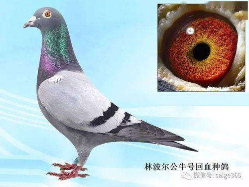 雌种鸽的致命缺点
