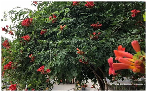 凌霄花多久开花?