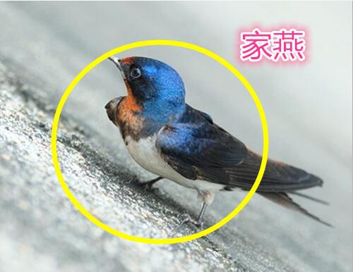 燕子搭窝喜事多多
