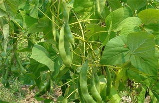 芸豆种植时间和方法
