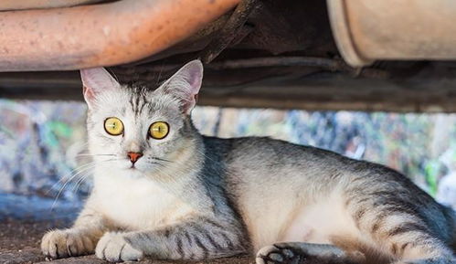 猫咪一直叫是什么原因
