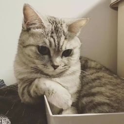 猫的正常体温是多少度
