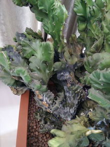 麒麟植物
