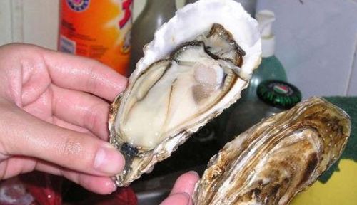 生蚝可以生吃吗
