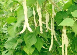 芸豆什么时候种植最好,几月份采收