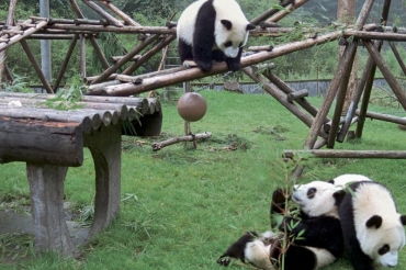 panda怎么读
