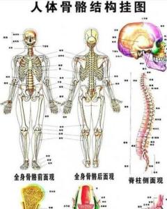 人体有几部分?